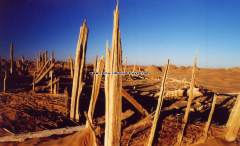 The Niya Ruins and the Ancient Jingjue Kingdom