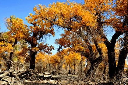 Diversifolius Poplars Park